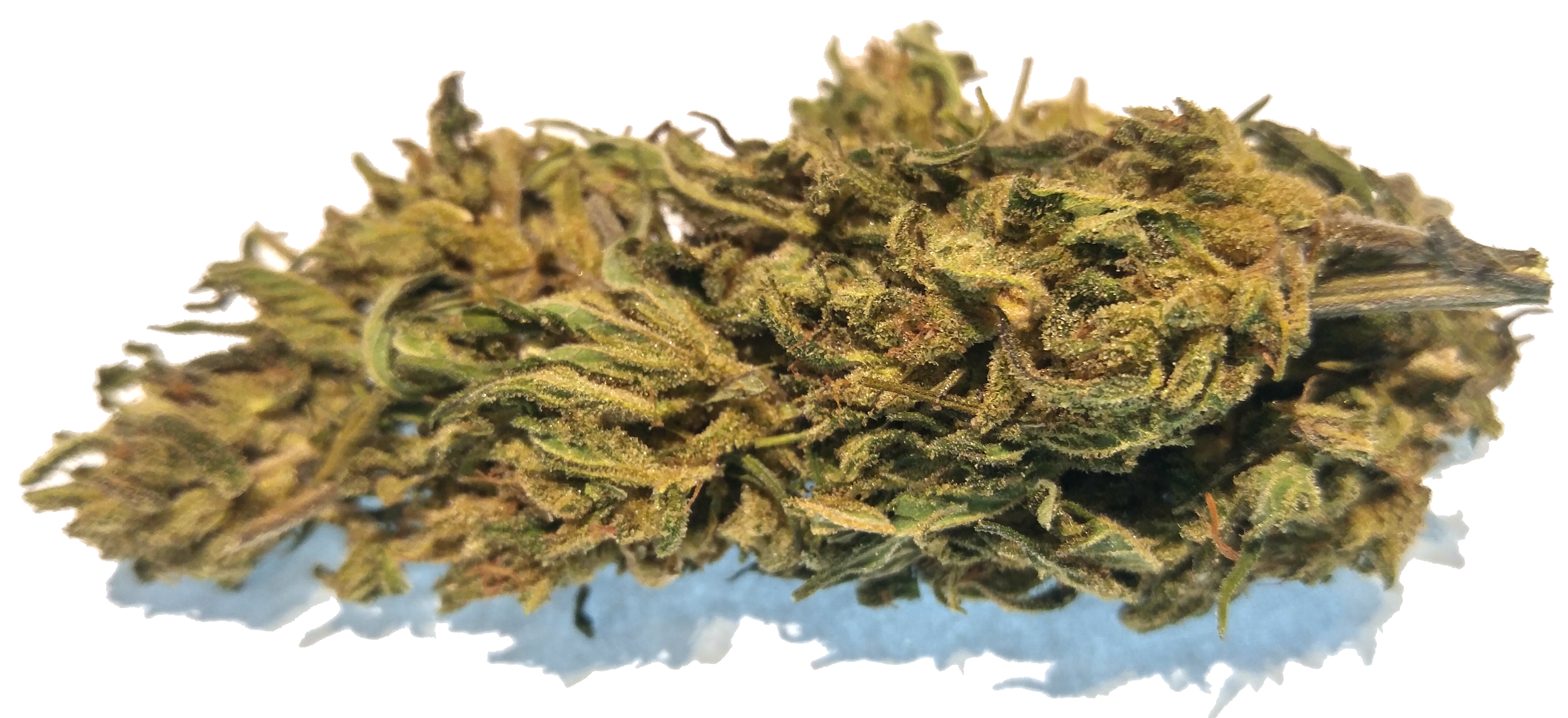Cascade Industrial Hemp Flower Buds