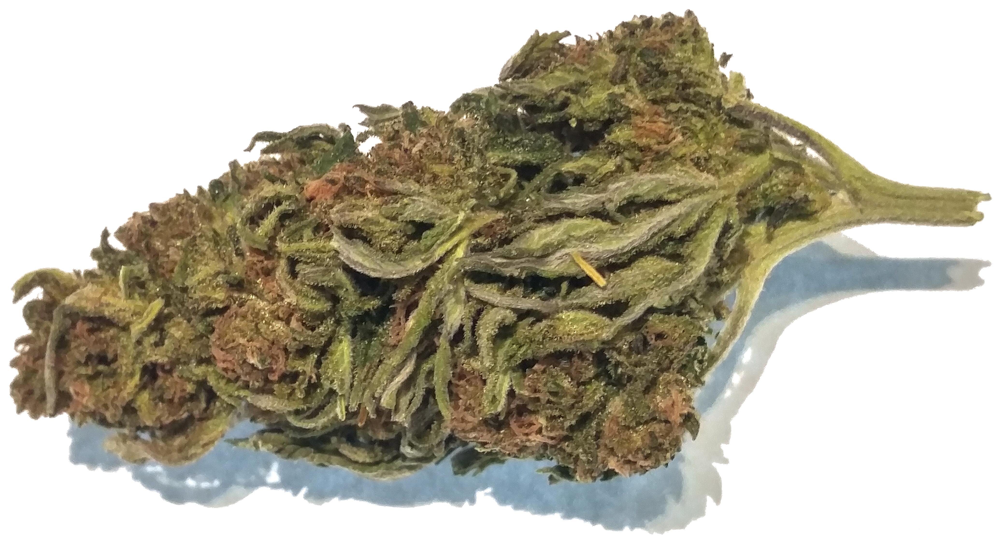 Lifter Industrial Hemp Flower Buds